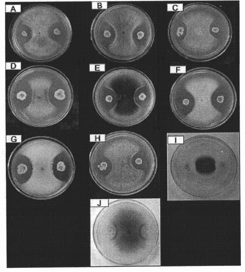 Erythrochromogenes and use thereof in biological control of diseases