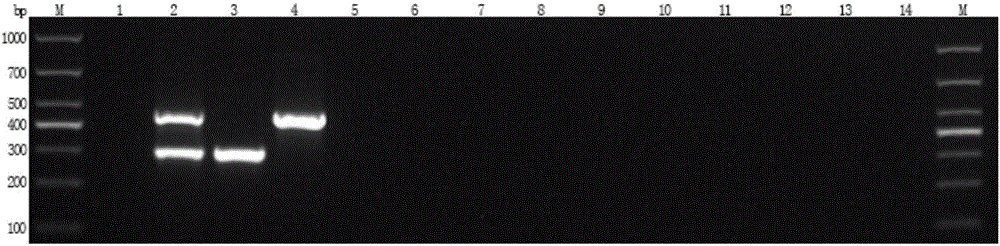 Multi-DPO-PCR primer composition for detecting vibrio parahaemolyticus and vibrio cholerae