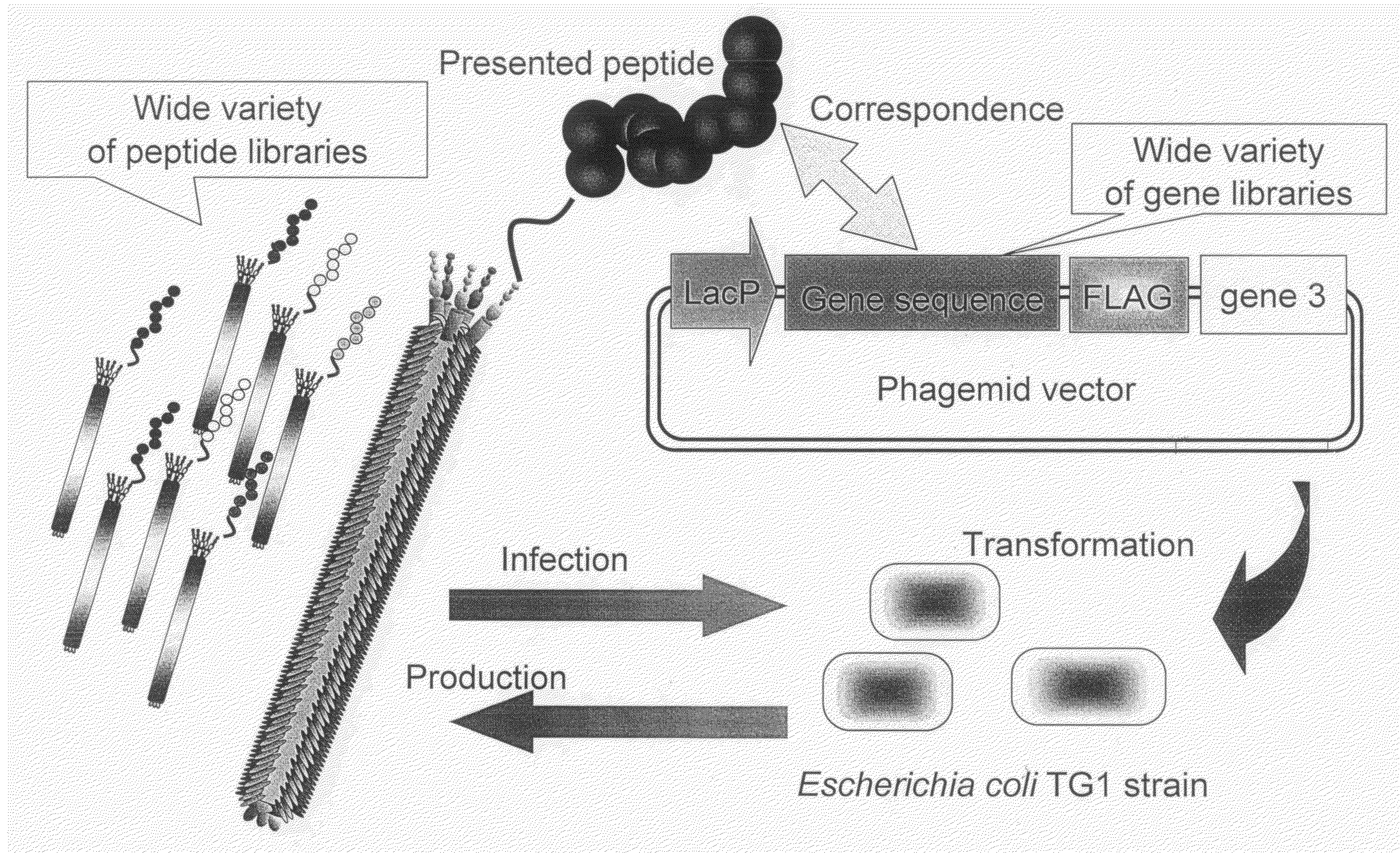 Cell Permeable Peptide