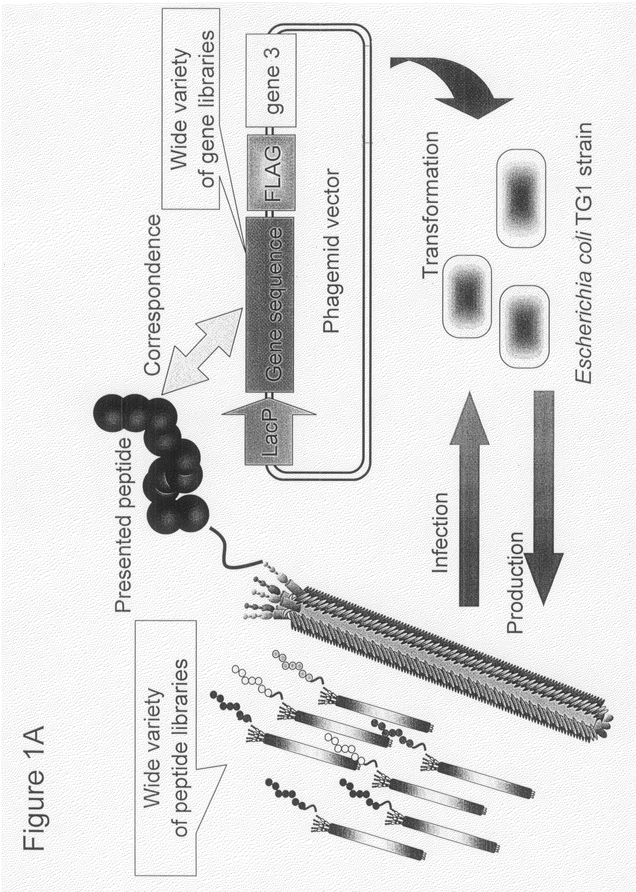 Cell Permeable Peptide