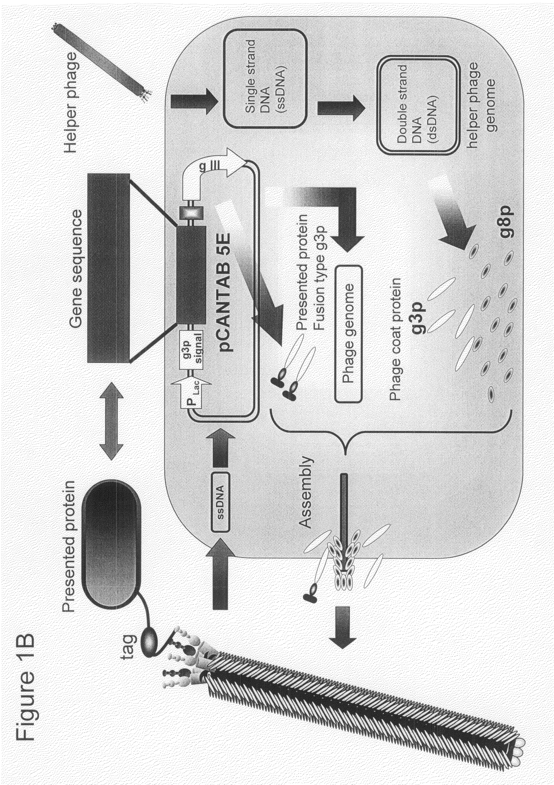 Cell Permeable Peptide