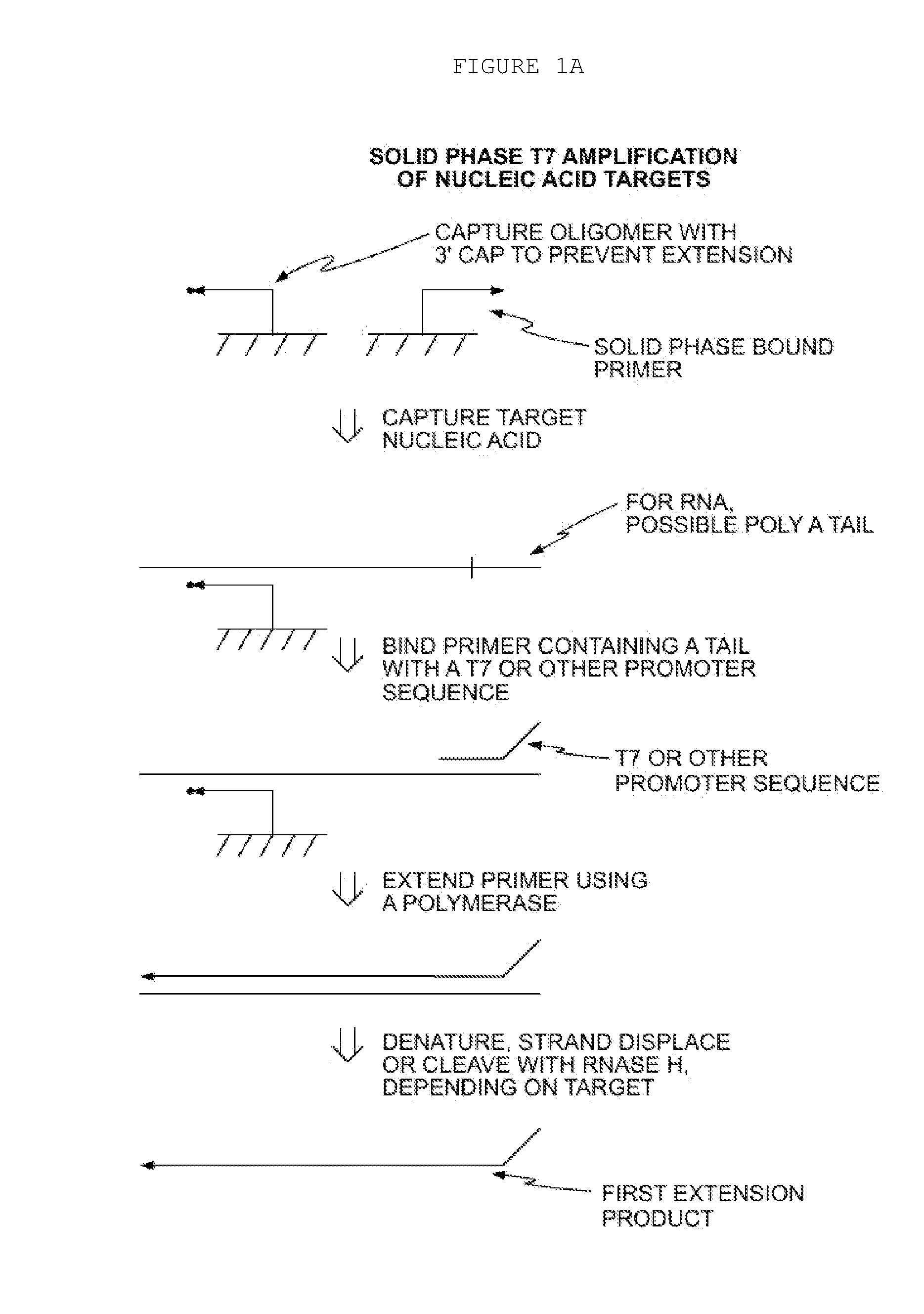 Methods for Amplification of Nucleic Acids on Solid Support