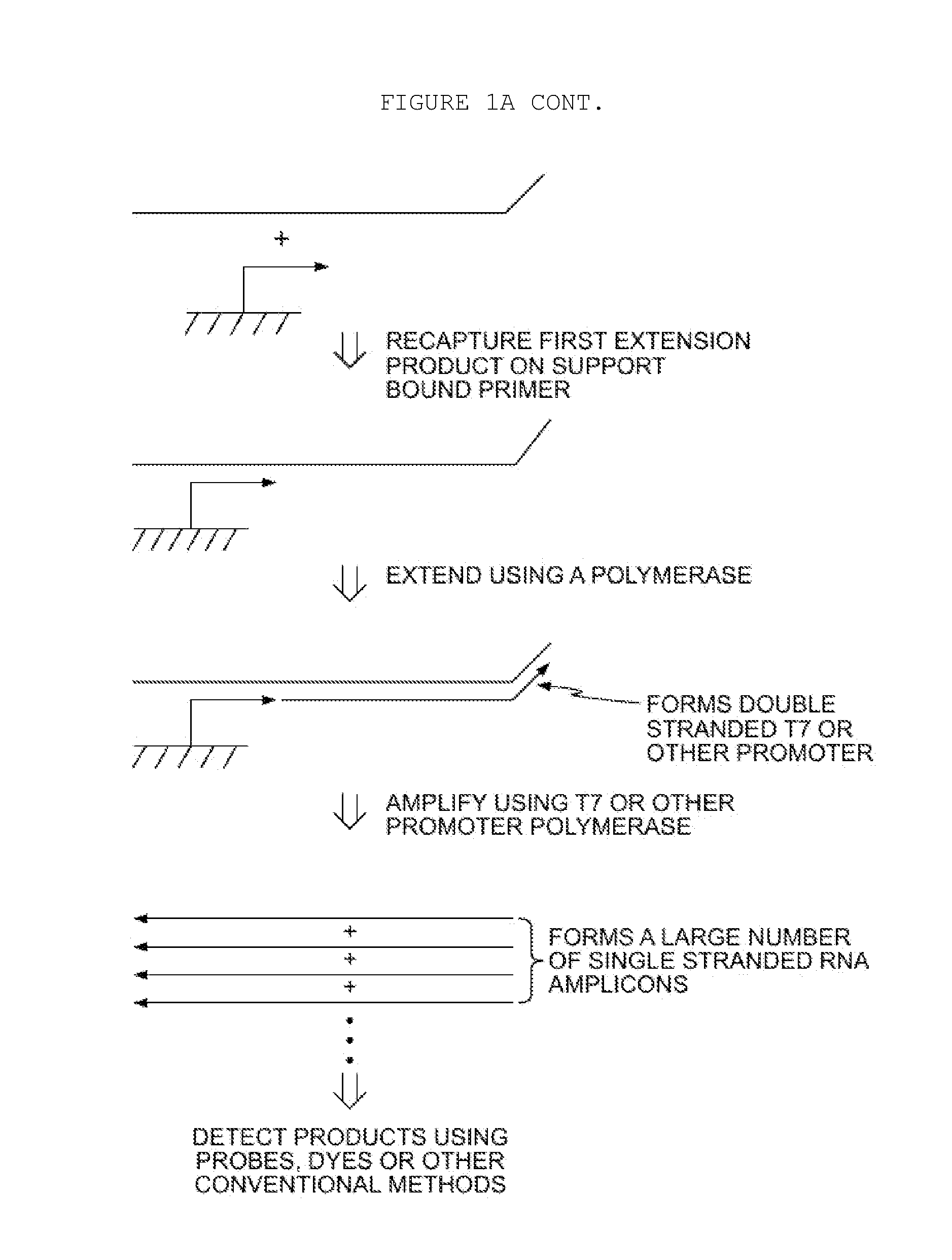 Methods for Amplification of Nucleic Acids on Solid Support