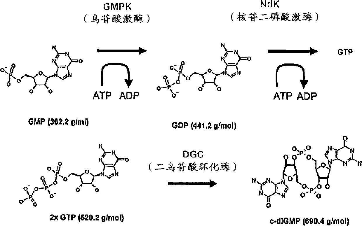 Process for the enzymatic production of cyclic diguanosine monophosphate employing a diguanylate cyclase comprising a mutated rxxd motif