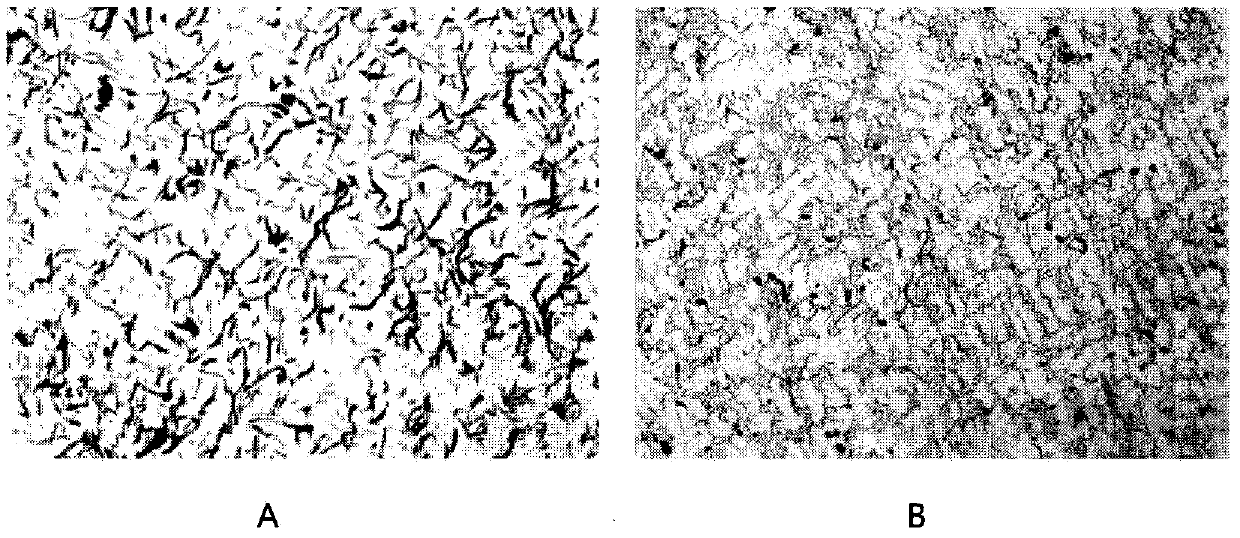 Amorphous inoculant for gray cast iron and its preparation method and use method