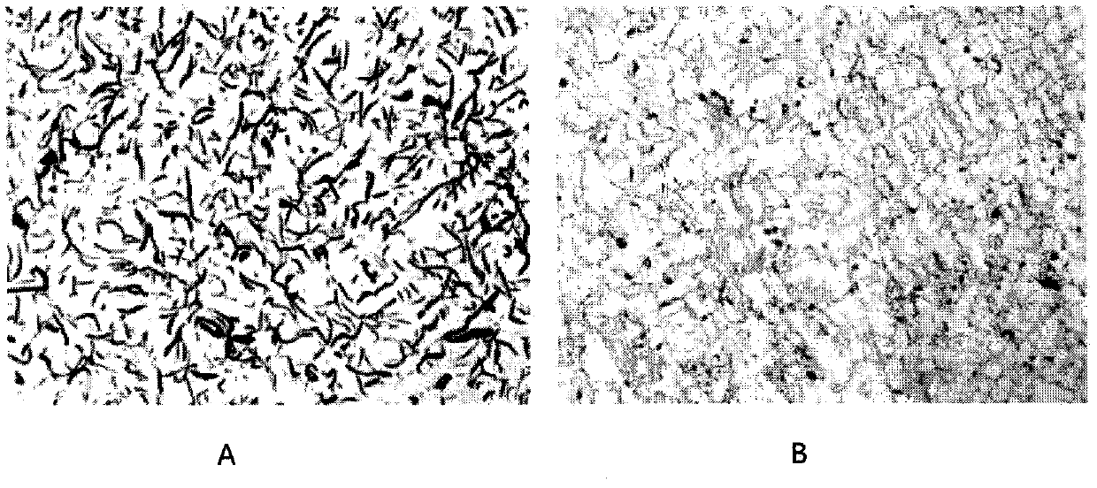 Amorphous inoculant for gray cast iron and its preparation method and use method