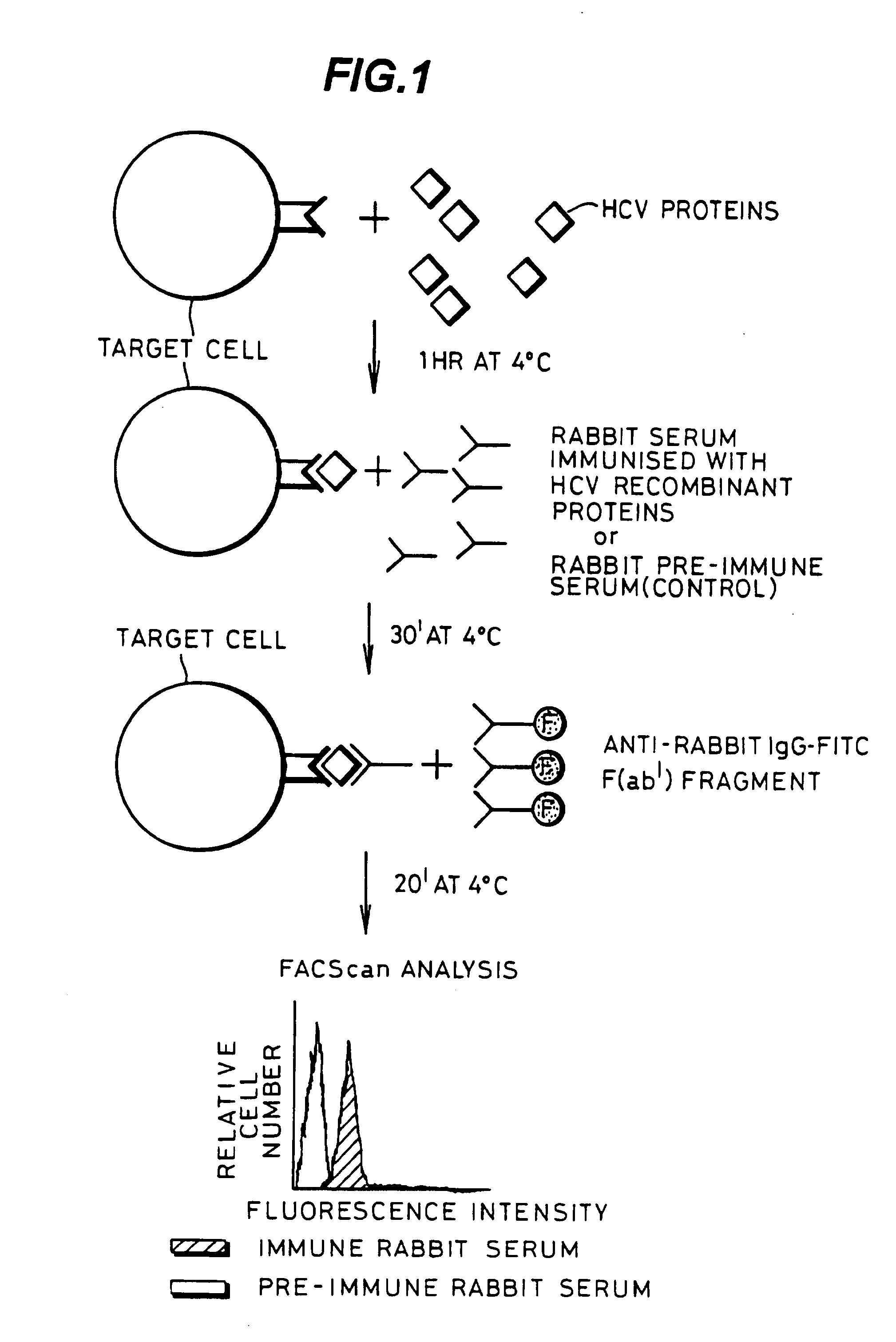 Assay to detect HCV receptor binding