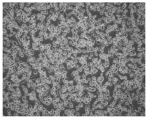 Cartilage repair material containing translationally controlled tumor protein as well as preparation method and application thereof