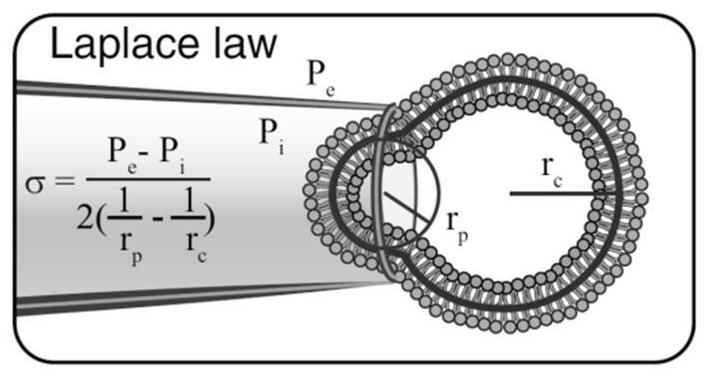 Quantitative characterization method of cell membrane tension