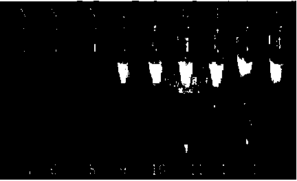 Kit for detecting swill-cooked dirty oil and detection method of kit