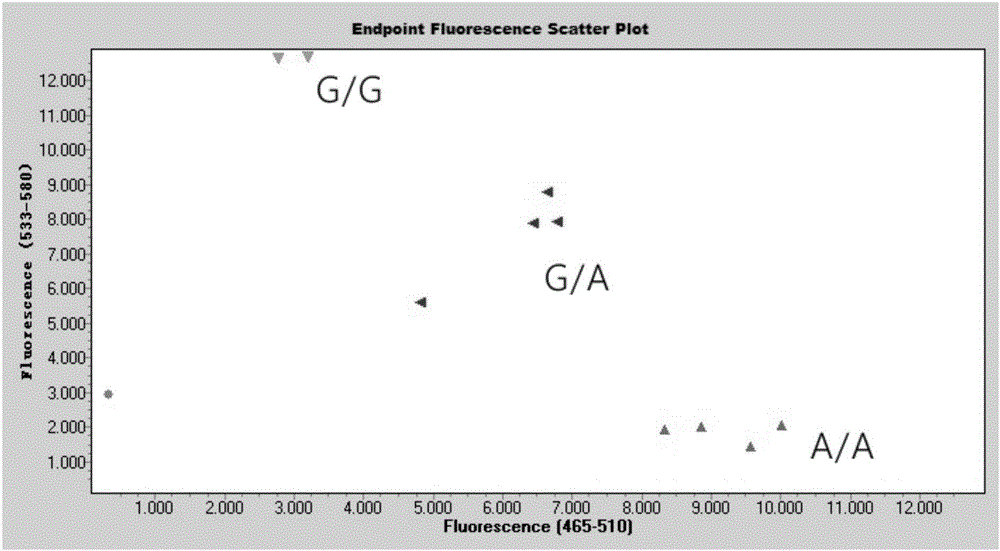 Primer for detecting polymorphism of ADH1B gene and ADH2B gene, and application of primer