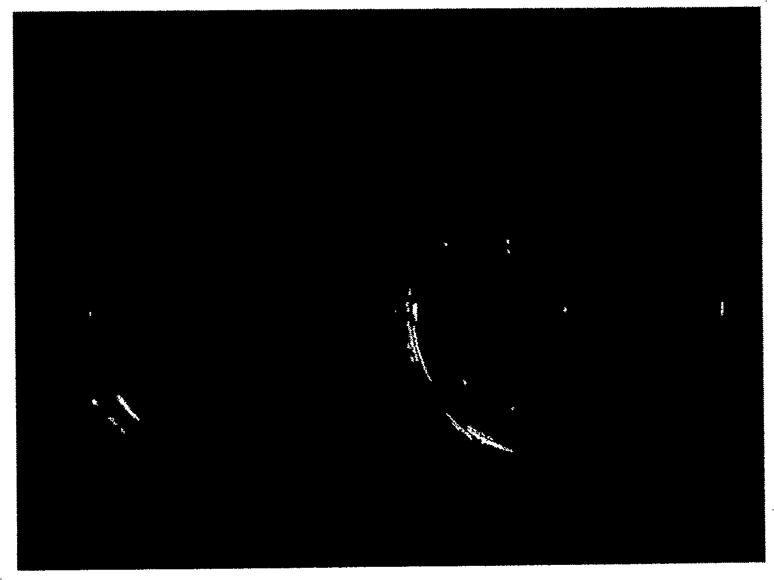 Gordona terrae C-6 and its desulfurization effect