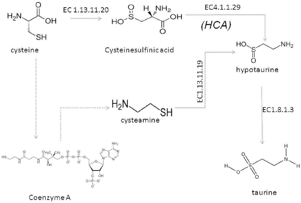 Application of reagent for inhibiting bio-synthesis of endogenous metabolite hypotaurine in preparation of medicine for inhibiting tumor cell proliferation