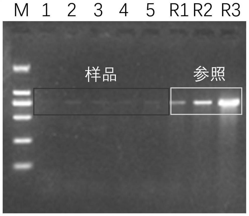 Molecular monitoring method for long-spiny starfish larvae in coral reef area