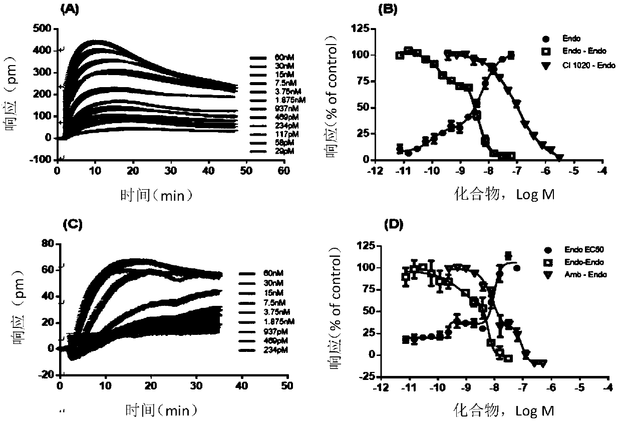 Unmarked endothelin receptor cell model construction and screening method and application