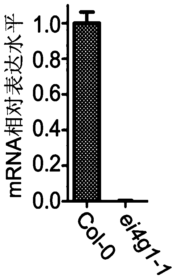 Application of eIFiso4G1 protein in regulating and controlling tolerance of plants to ABA