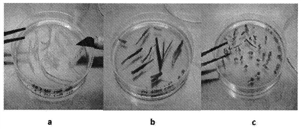 New strain of methylobacterium, composition comprising same and use thereof as biostimulant and endophytic nitrogen-fixing bacteria