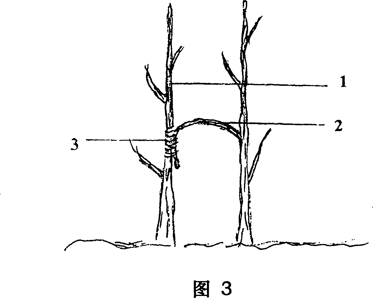 Hetero individual plant single head inverted stem grafting method