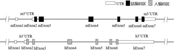 Construction method and application of CD226 gene-humanized non-human animal