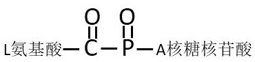 A kind of double-stranded dna peptide ligase ddplasei and using method thereof