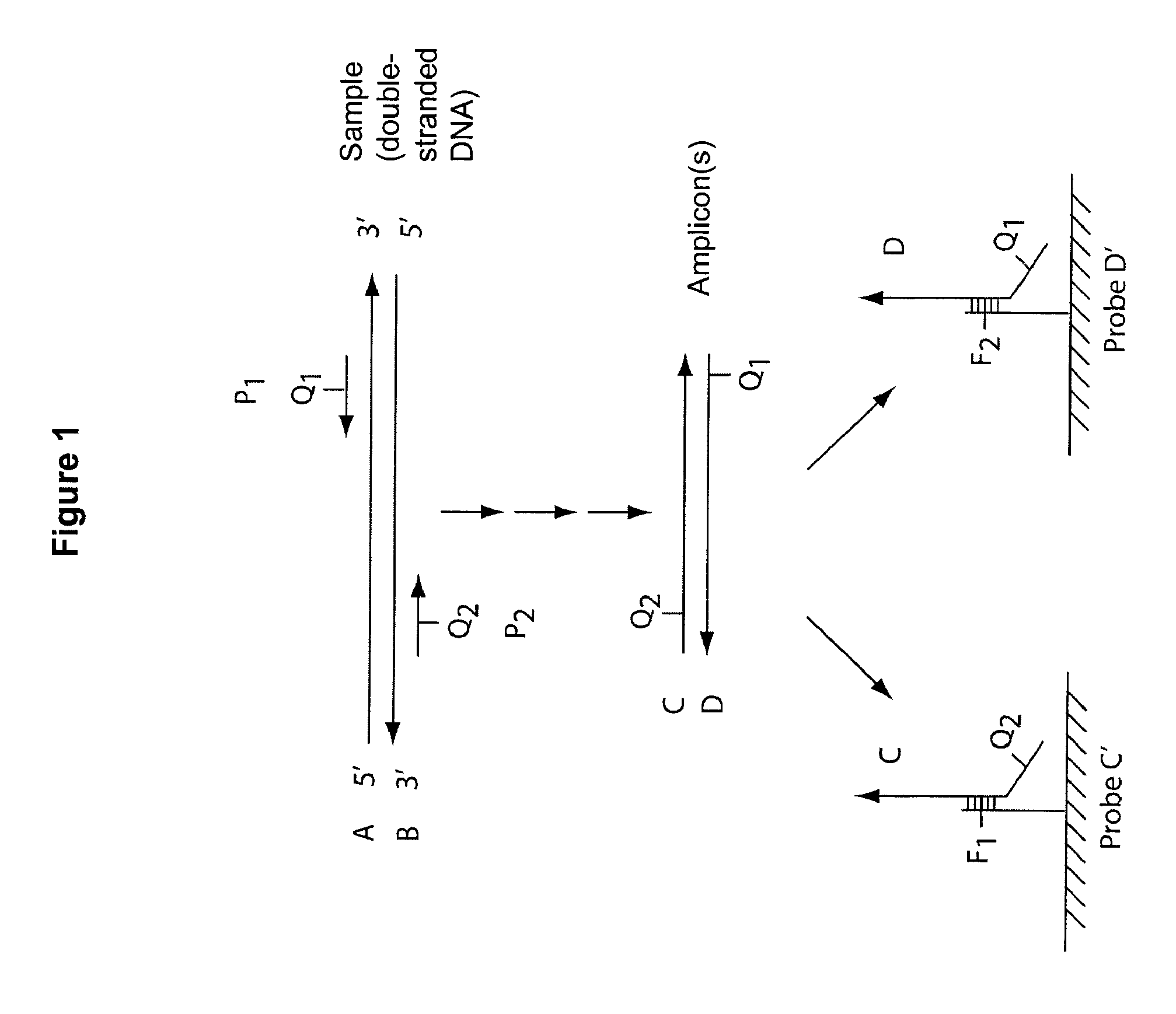 Multiplex Q-PCR arrays