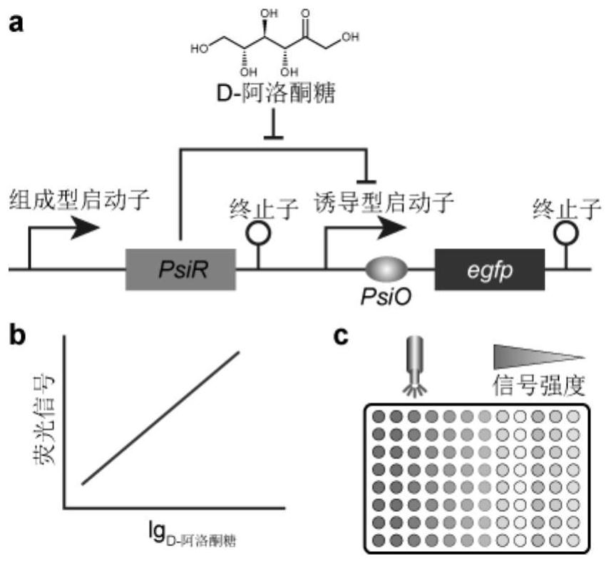 D-psicose biosensor and application thereof