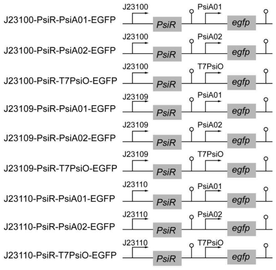 D-psicose biosensor and application thereof