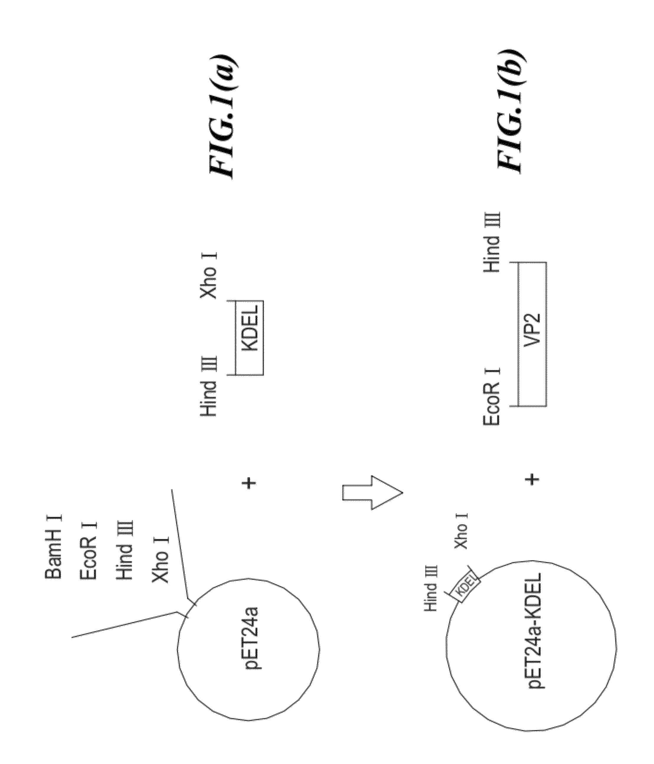 Subunit vaccine for aquaculture