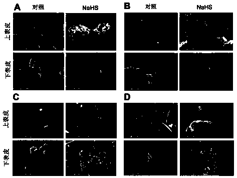 Application of sodium bisulfide as plant stress-resisting agent