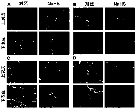 Application of sodium bisulfide as plant stress-resisting agent