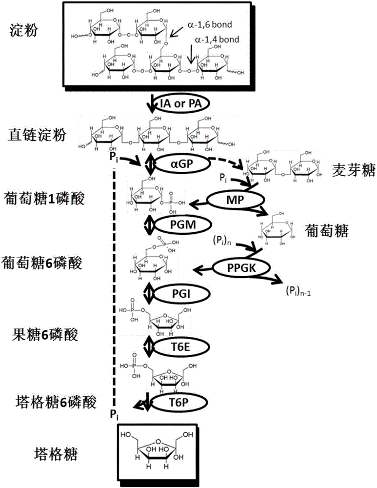 Tagatose preparation method