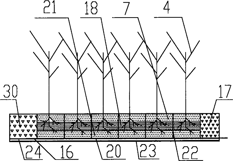 Method for plant arrangement of vertical flow and horizontal subsurface flow combined artificial wetland