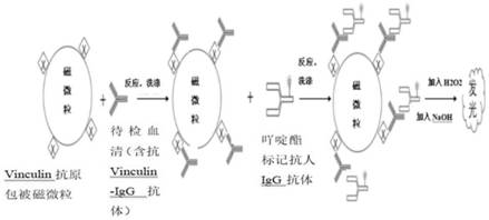 A kit for detecting anti-vinculin-igg antibody