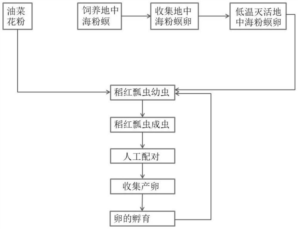 Method for feeding Micraspis discolor (Fabricius) by using mixed food of eggs of ephestia kuuhniella and rape pollen