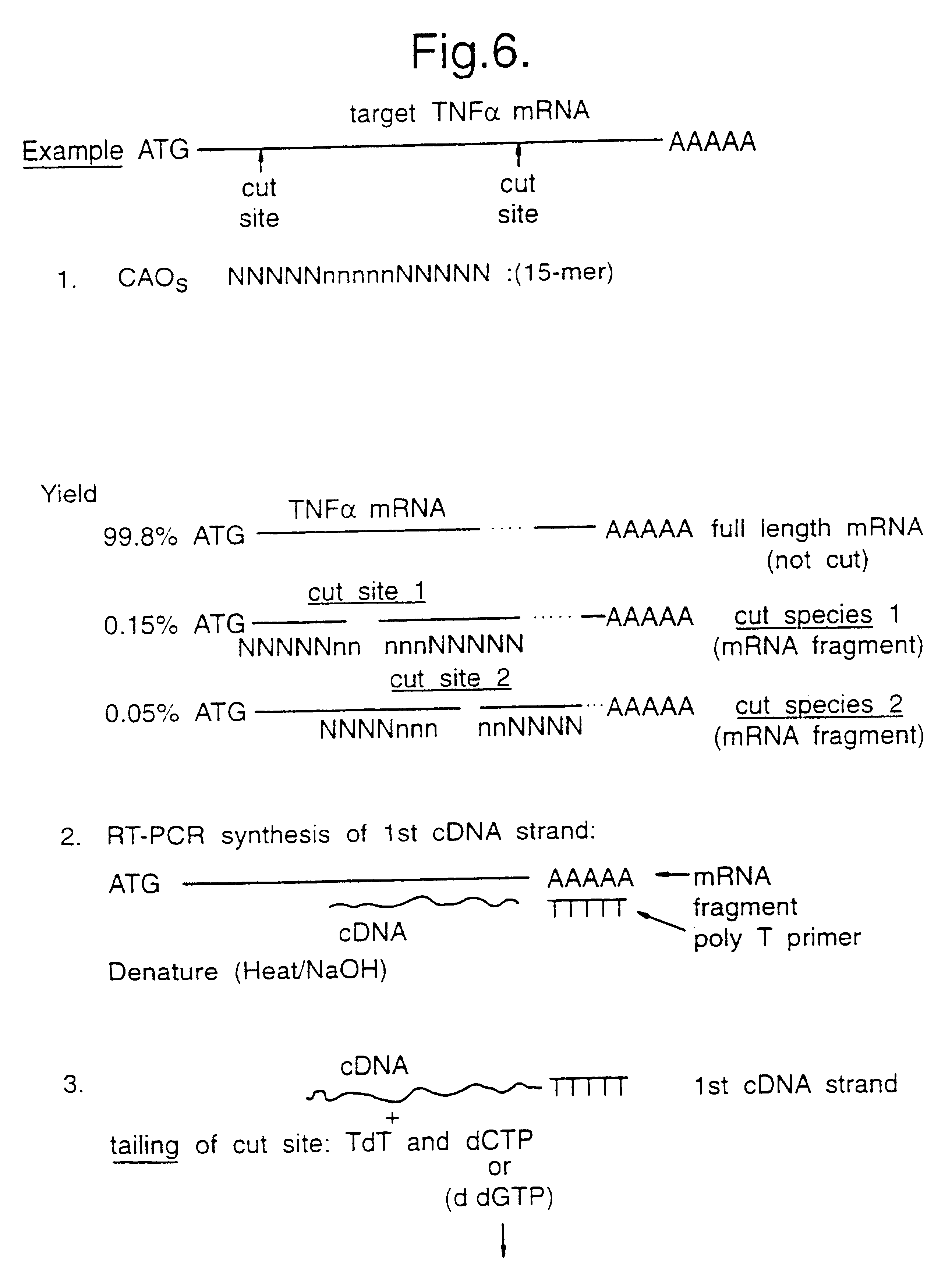 Identifying antisense oligonucleotide binding