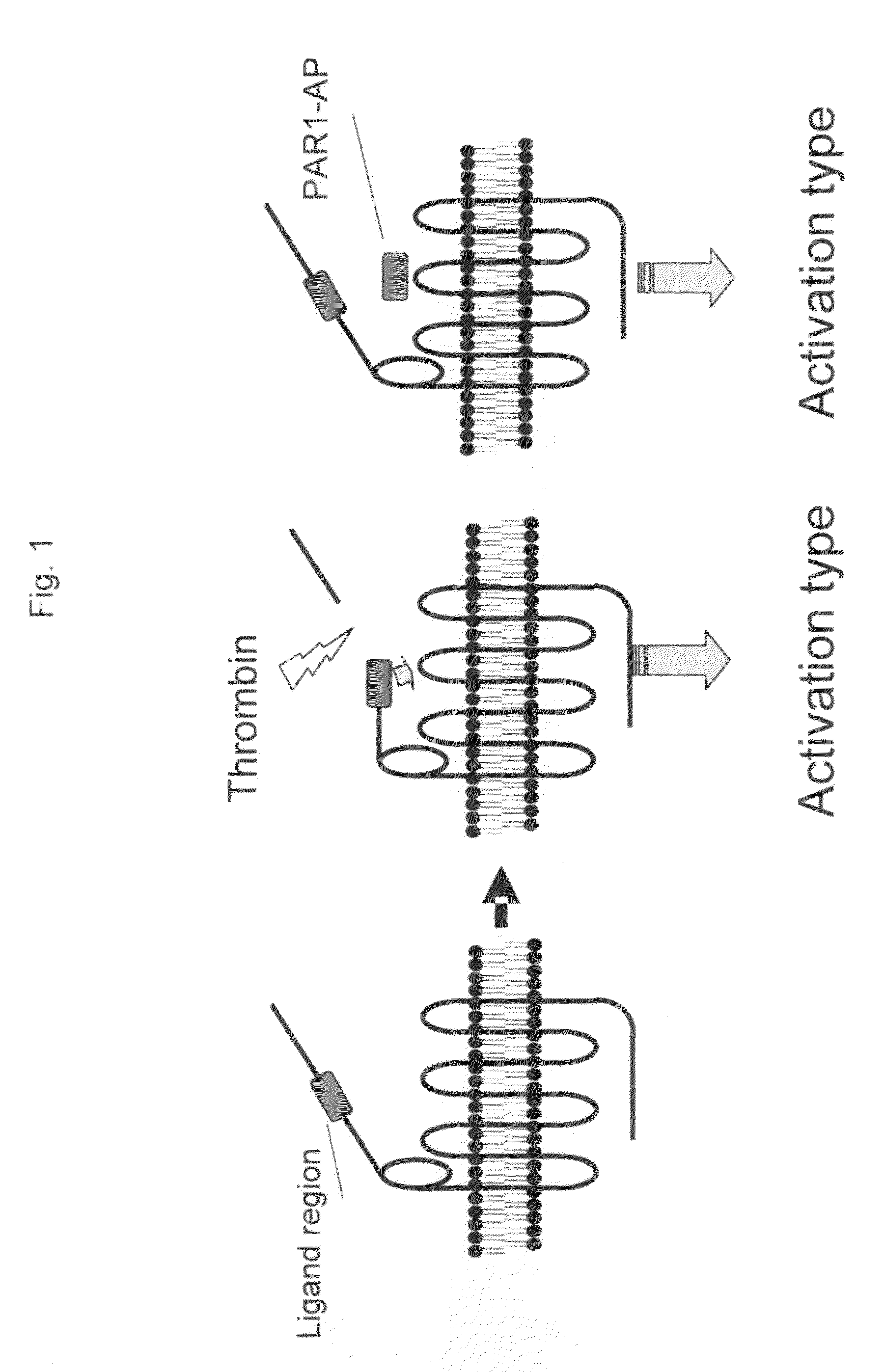 Remedy for angiospasm accompanying subarachnoid hemorrhage containing thrombin receptor antagonist as the active ingredient