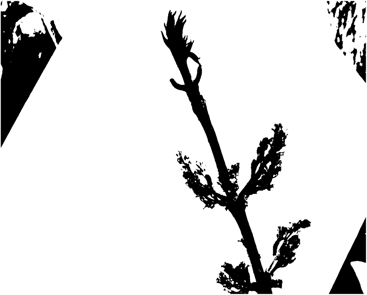 Artificial pollination and breeding method of salt-resisting and fast-growing fraxinus velutina