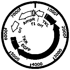 Recombinant virus expressing VP2 gene of bluetongue virus type 16 and construction method and application of recombinant virus