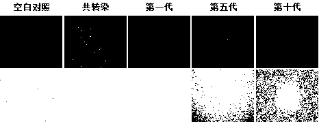 Recombinant virus expressing VP2 gene of bluetongue virus type 16 and construction method and application of recombinant virus