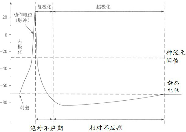 A method and system for neuron membrane potential transfer pulse sequence