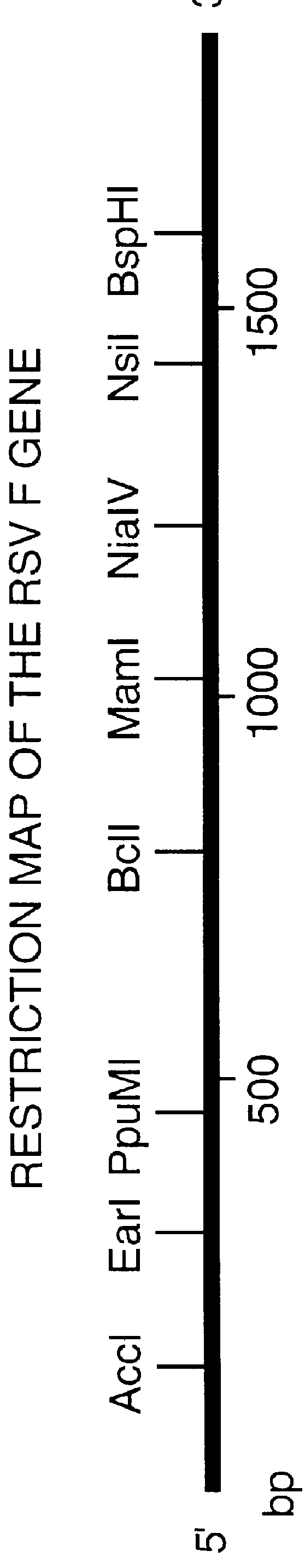 Nucleic acid respiratory syncytial virus vaccines