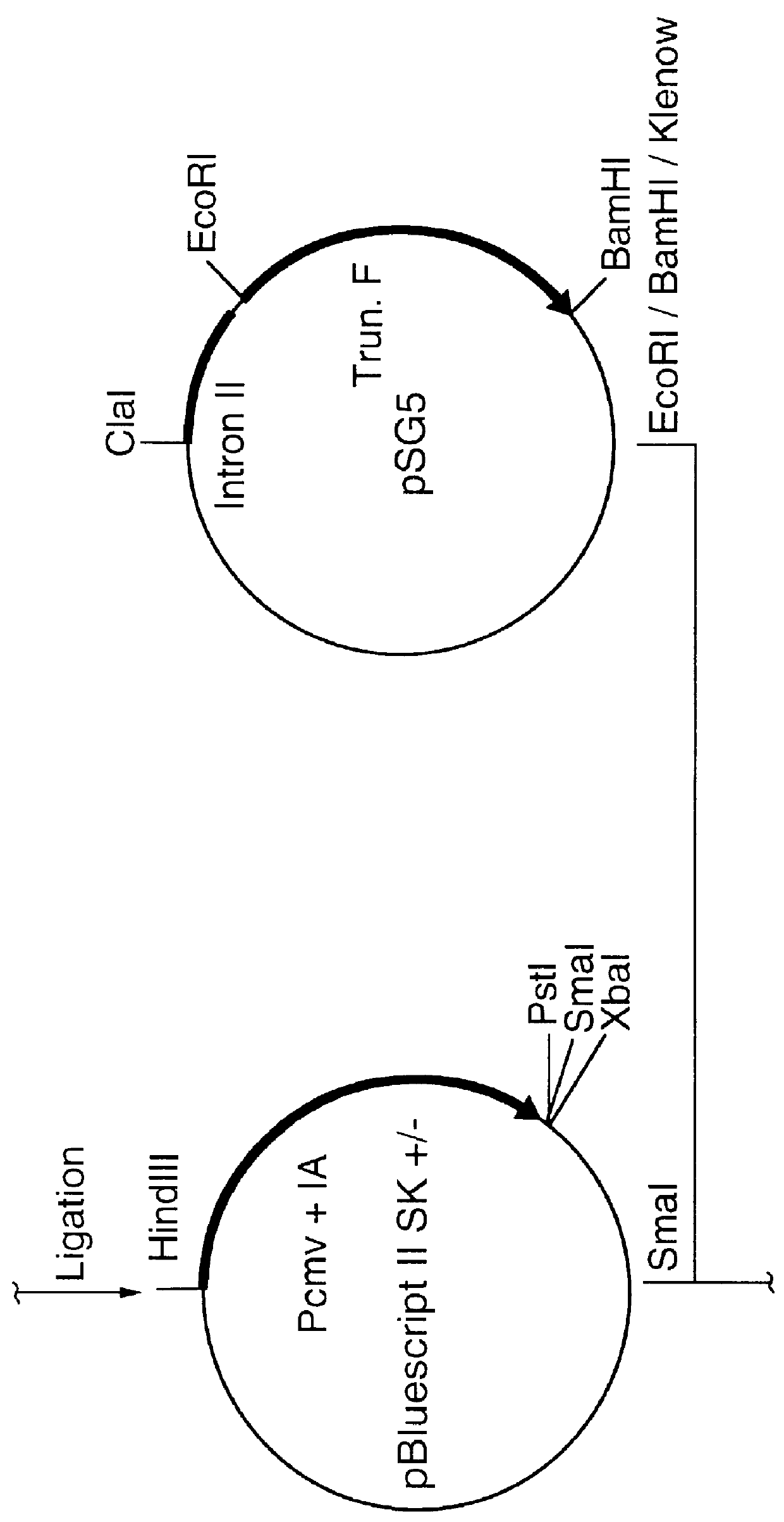 Nucleic acid respiratory syncytial virus vaccines