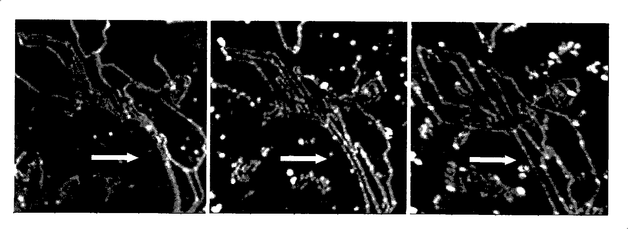 Construction method of micro/nano graph of DNA molecule