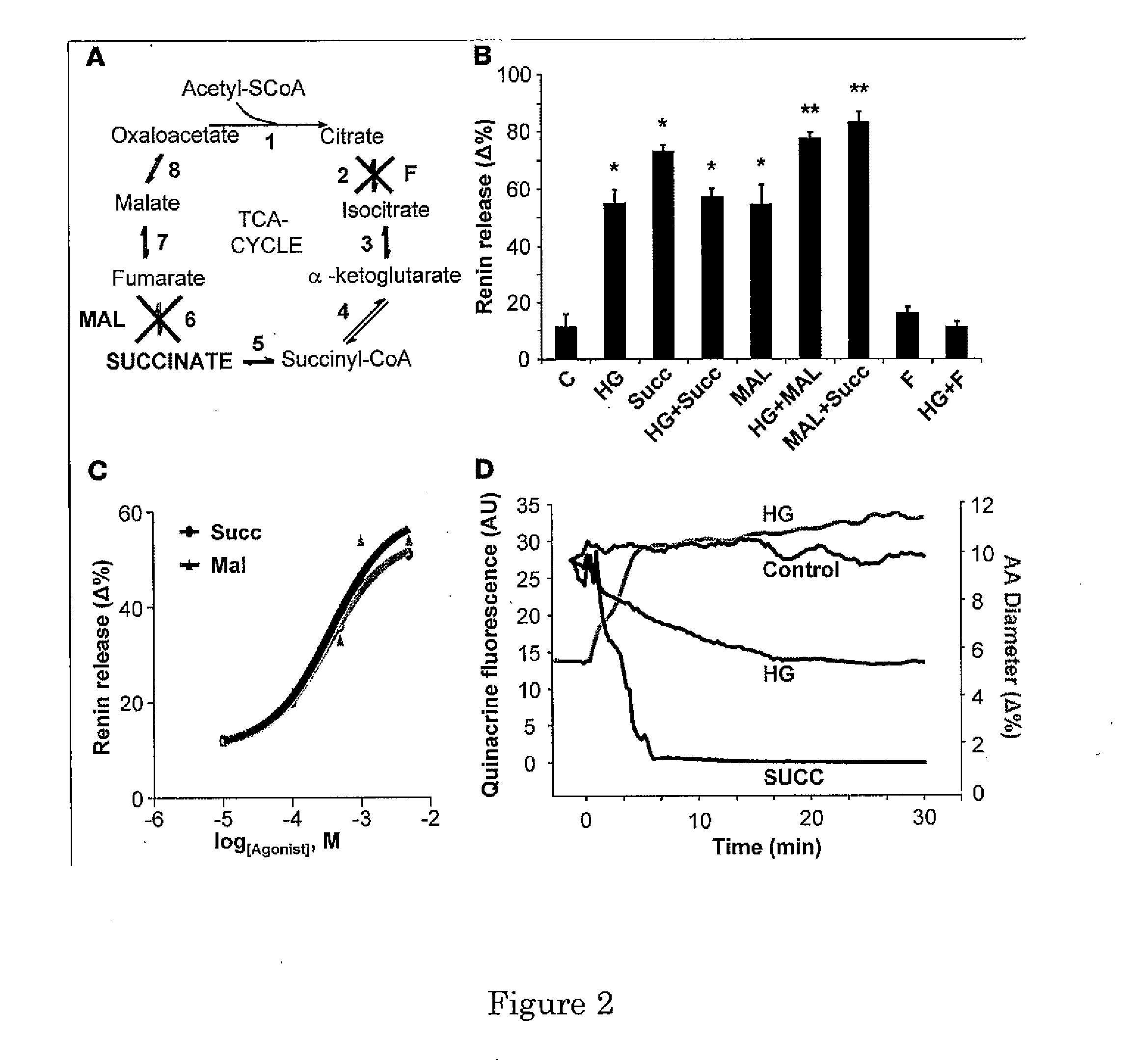 Measurement of a dicarboxylate in urine samples as a novel biomarker of kidney damage