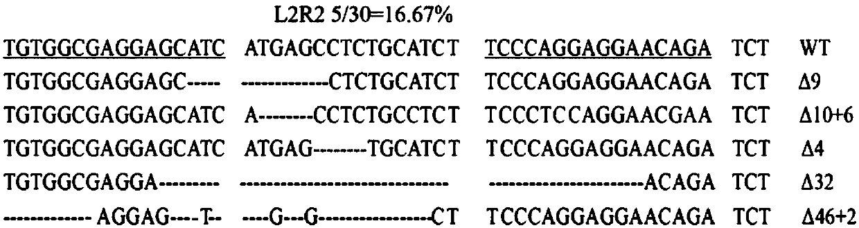 Method for constructing hESC indicating cell line for specifically tracing endothelial cell differentiation