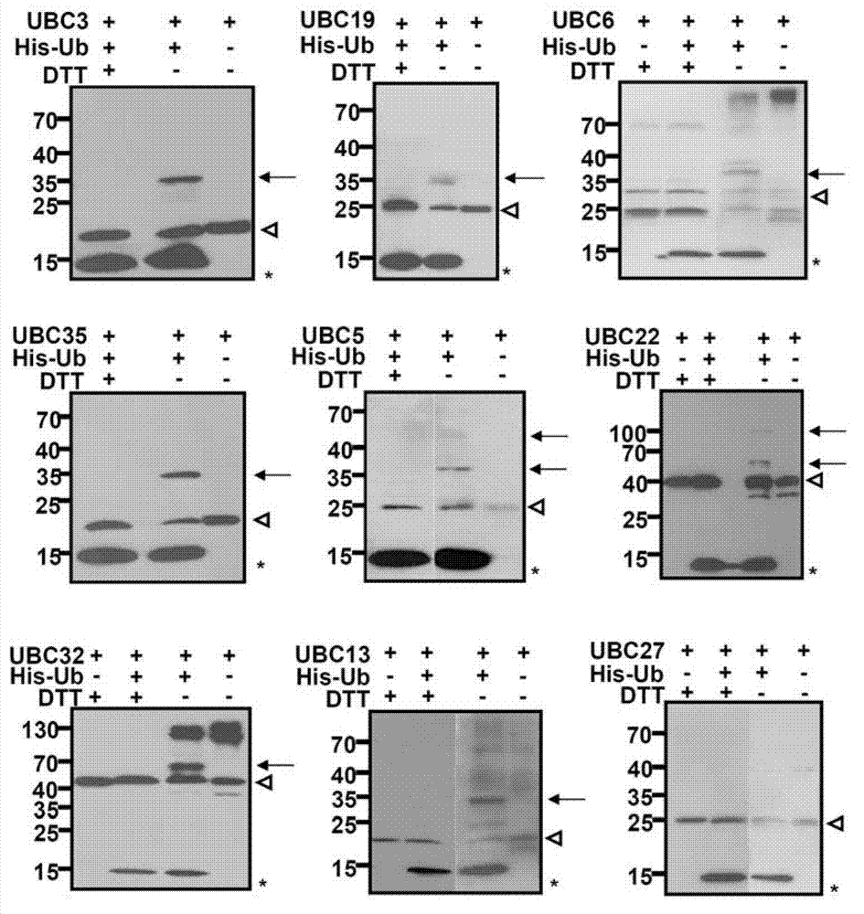 Plant in-vitro ubiquitin protein degradation system and application thereof