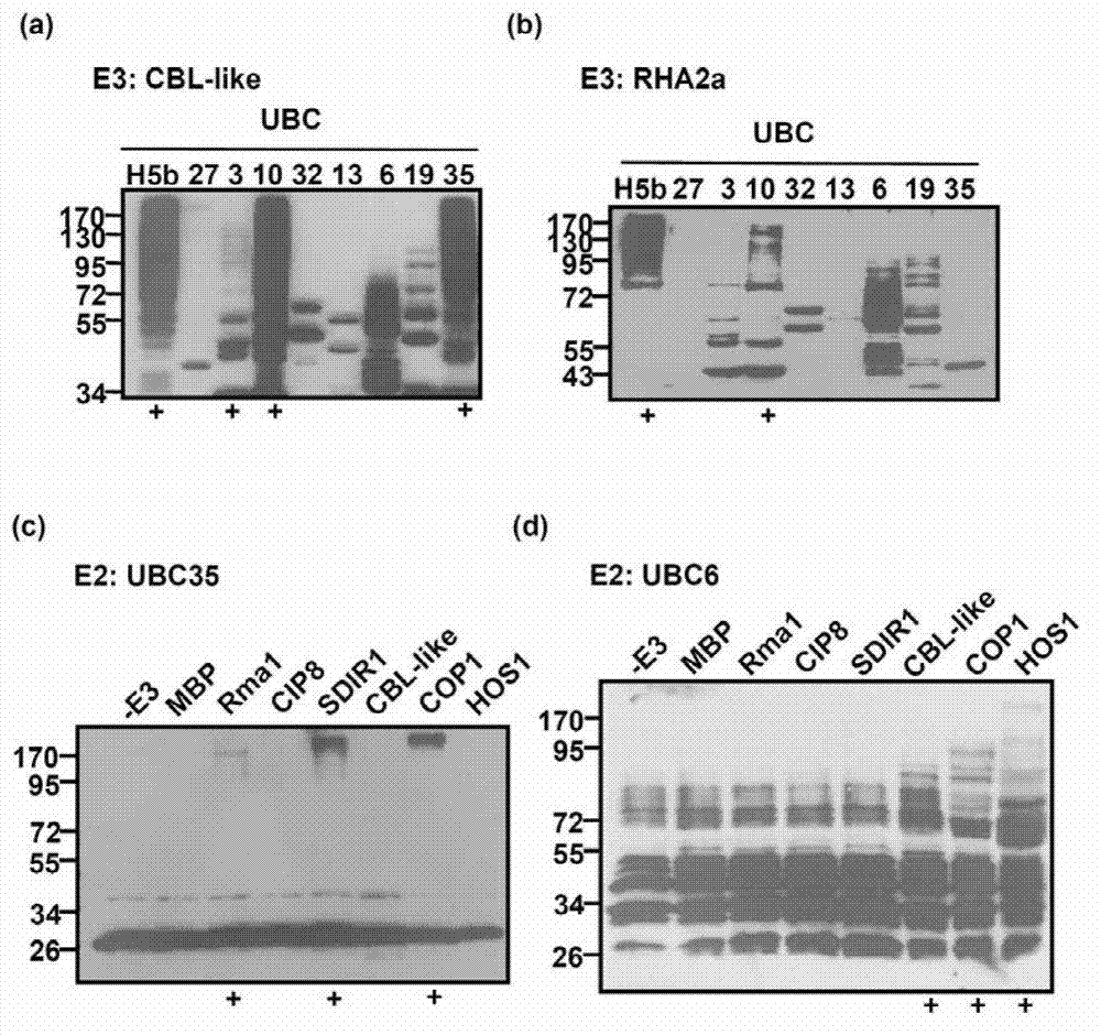 Plant in-vitro ubiquitin protein degradation system and application thereof