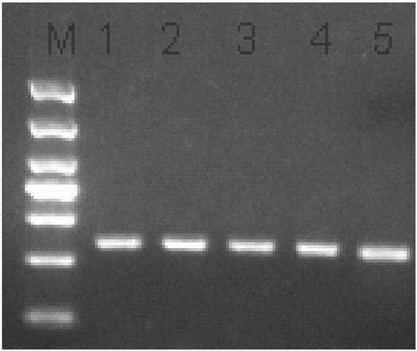 Library for performing high-throughput detection on circulating tumor DNA target genes, as well as detection method and application of library