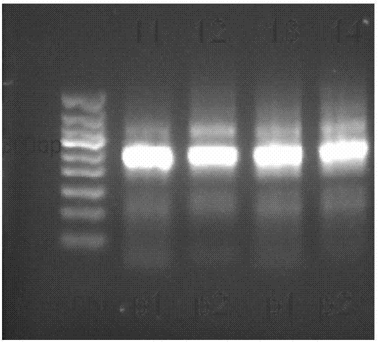 Library for performing high-throughput detection on circulating tumor DNA target genes, as well as detection method and application of library