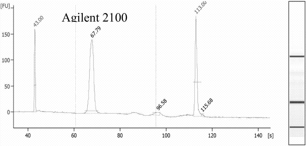 Library for performing high-throughput detection on circulating tumor DNA target genes, as well as detection method and application of library